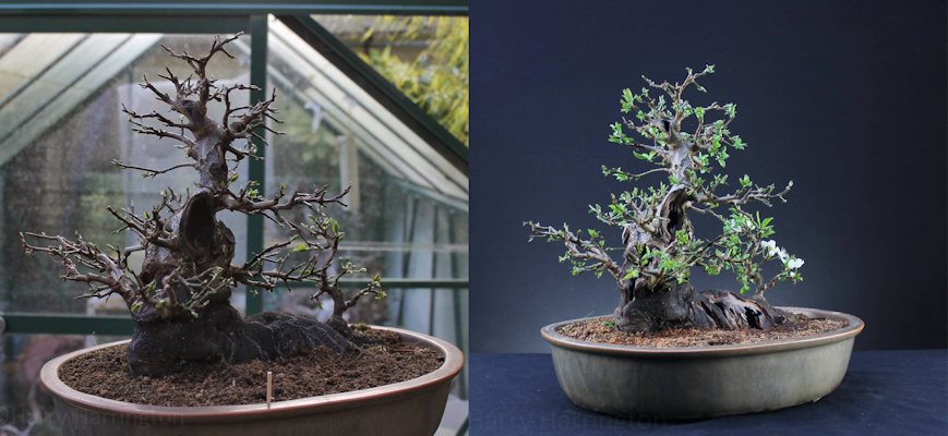 Prunus spinosa Blackthorn bonsai